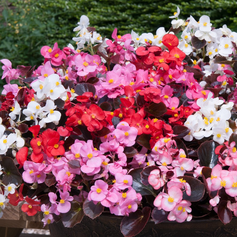 60 Plug Plants Begonia semperflorens F1 Devil Mixed Amazon.co.uk