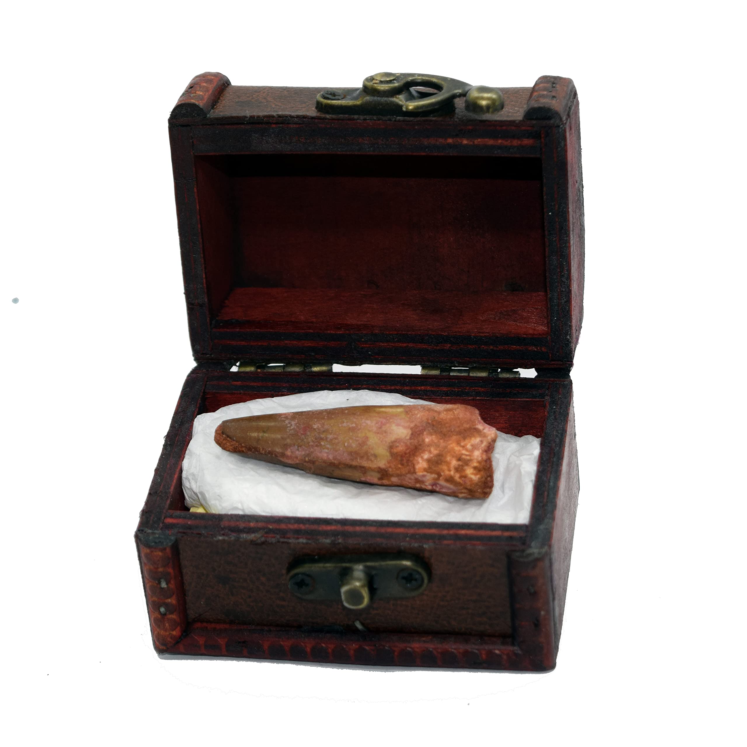 Jurassic Jacks Spinosaur Dinosaur Fossil in Gift Box