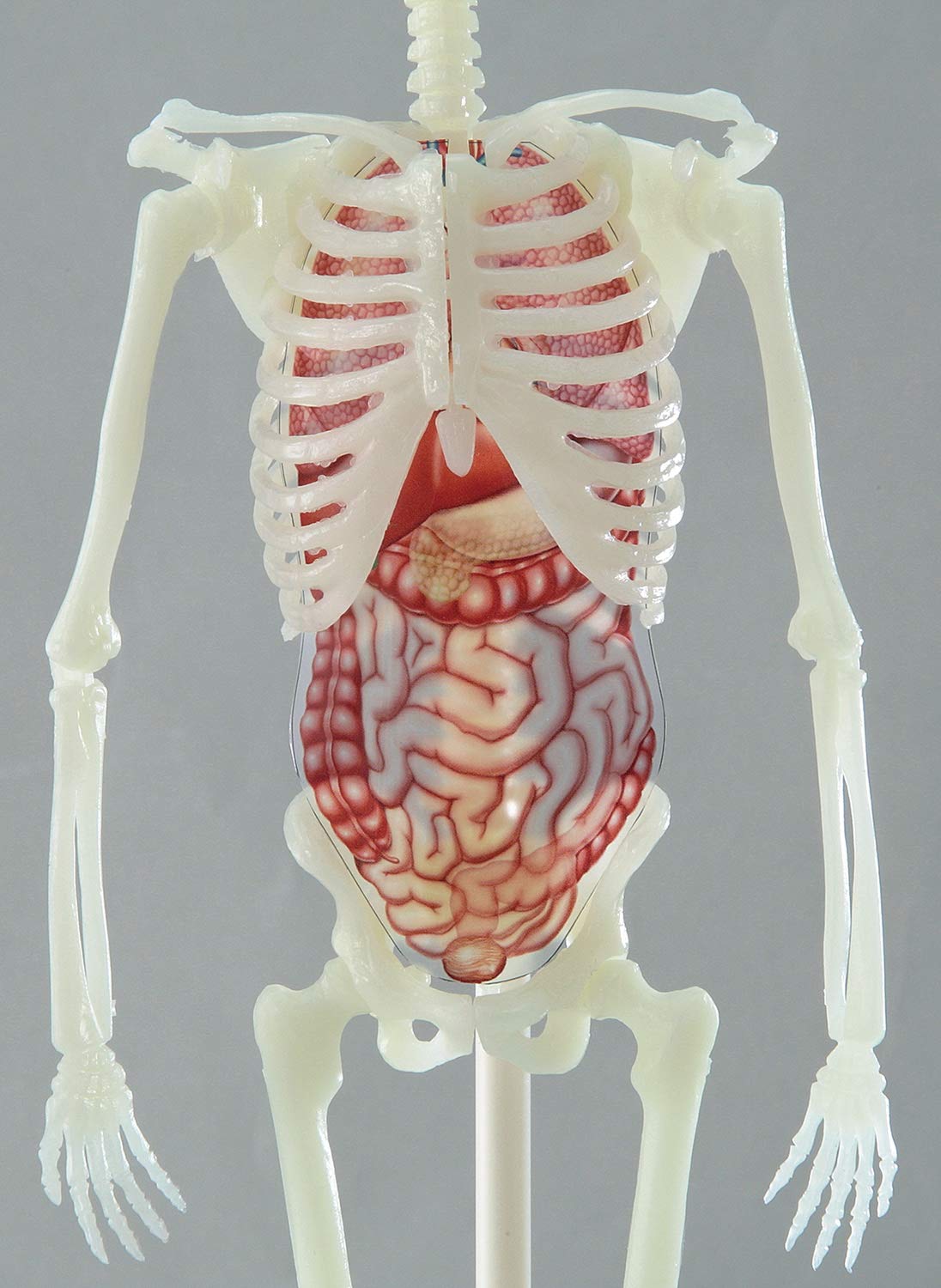 人体骨格ミュージアム 光る1 6骨格模型 科学と学習presents 坂井建雄 本 通販 Amazon