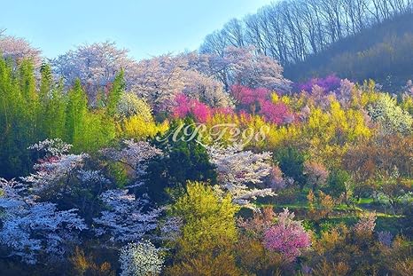 Amazon Co Jp 風景写真ポスター 福島県 福島市 花見山 福島に 桃源郷 ありと言われる絶景ポイント 03 最高級の素材とこだわりのプリントで再現しました 59 4 42 0cm ホーム キッチン