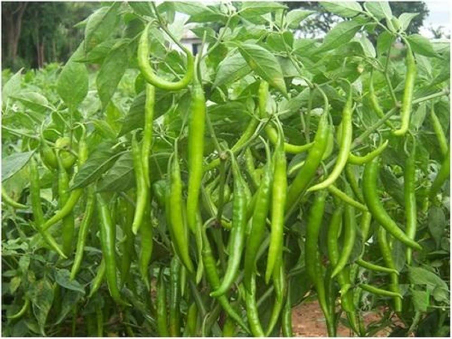 Chilli Seeds best for Terrace Top Balcony Poly House Gardening BY PIHUZ STORE …