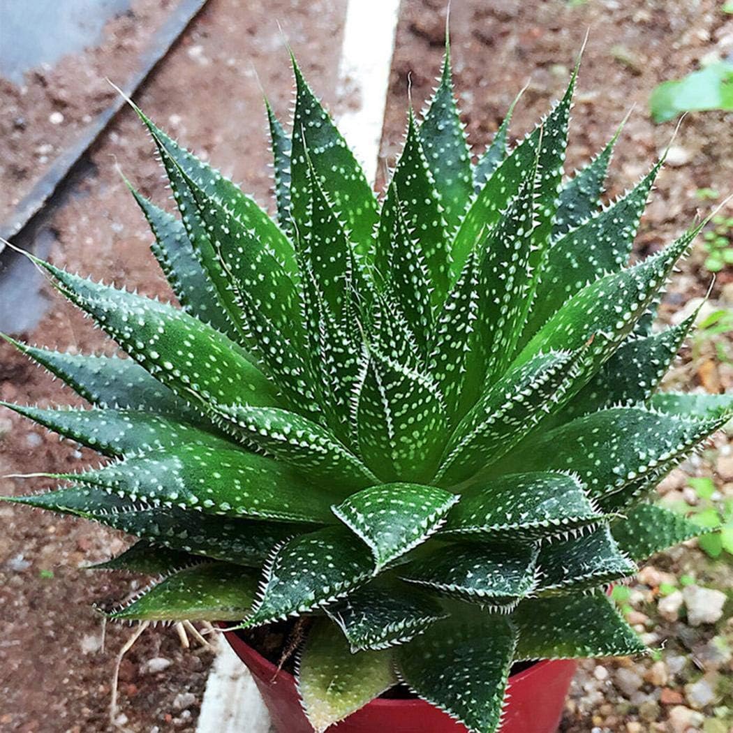 Masoke Seeds -"Lily of The Desert" Colored 100 Grain Real Aloe Vera (Aloe barbadensis) Seed First aid Plant, Miraculously Healing Powers