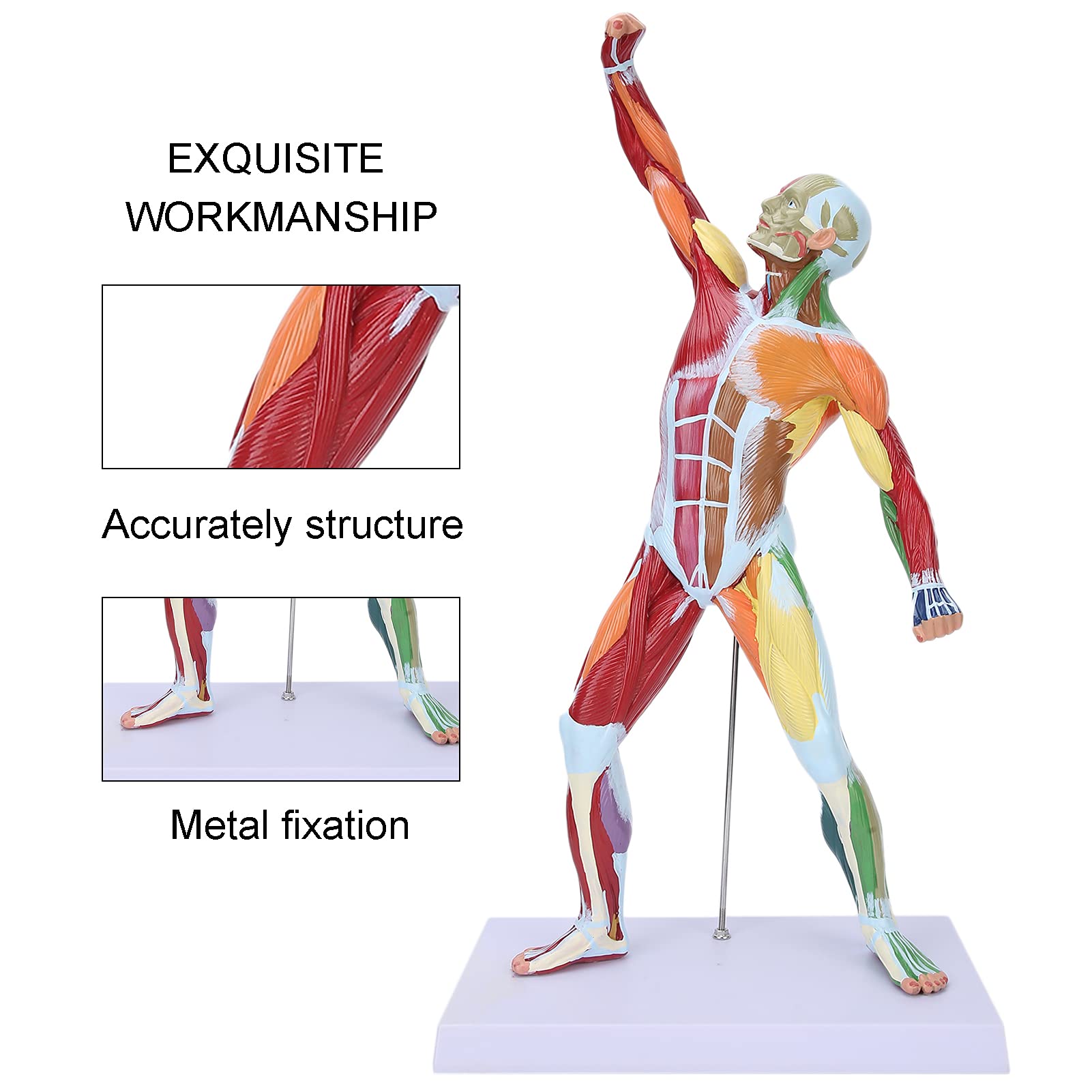 Mua Miniature Muscular System Model, 20