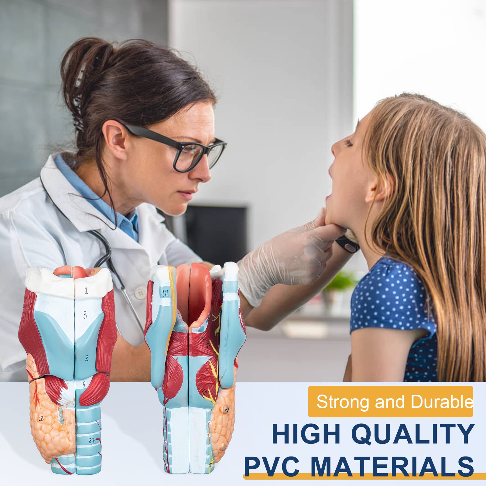 Mua Healthible Human Larynx Model - 2X Anatomically Detachable Throat ...