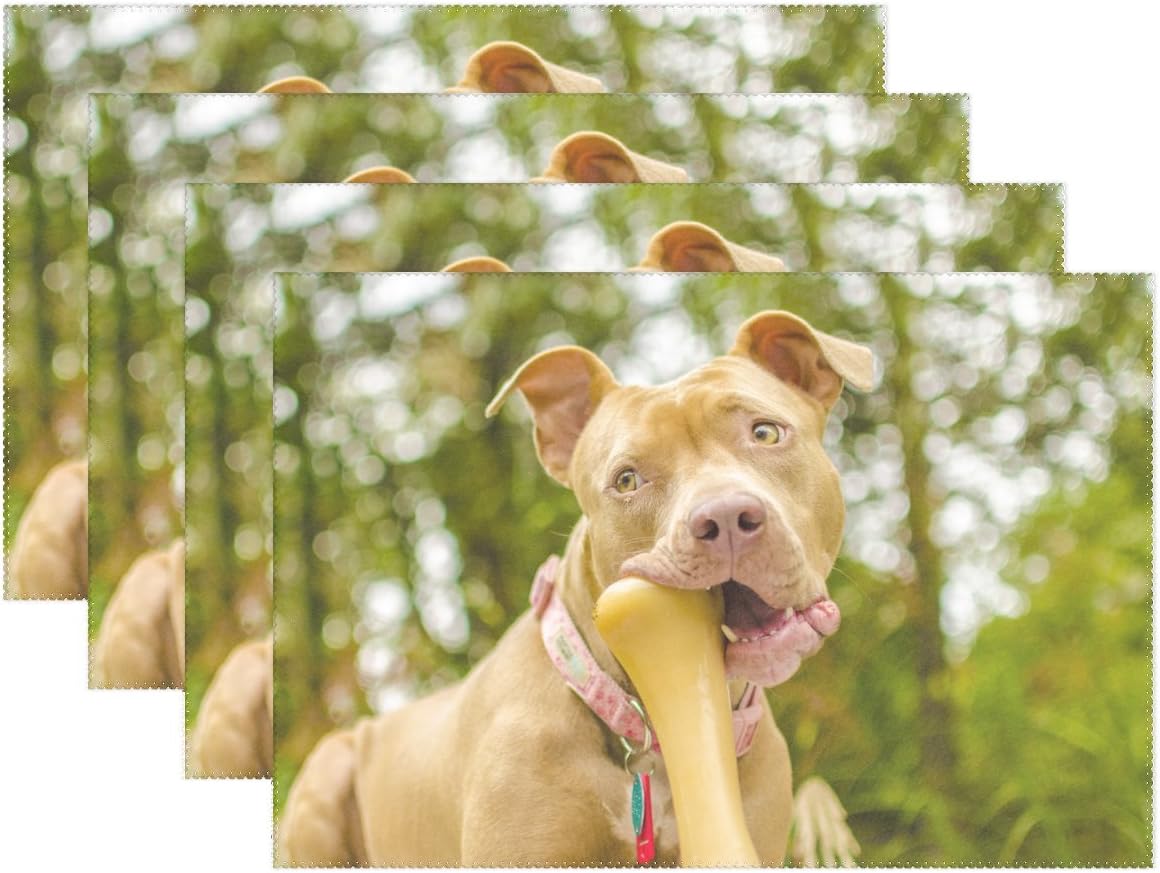 yellow pitbull puppies