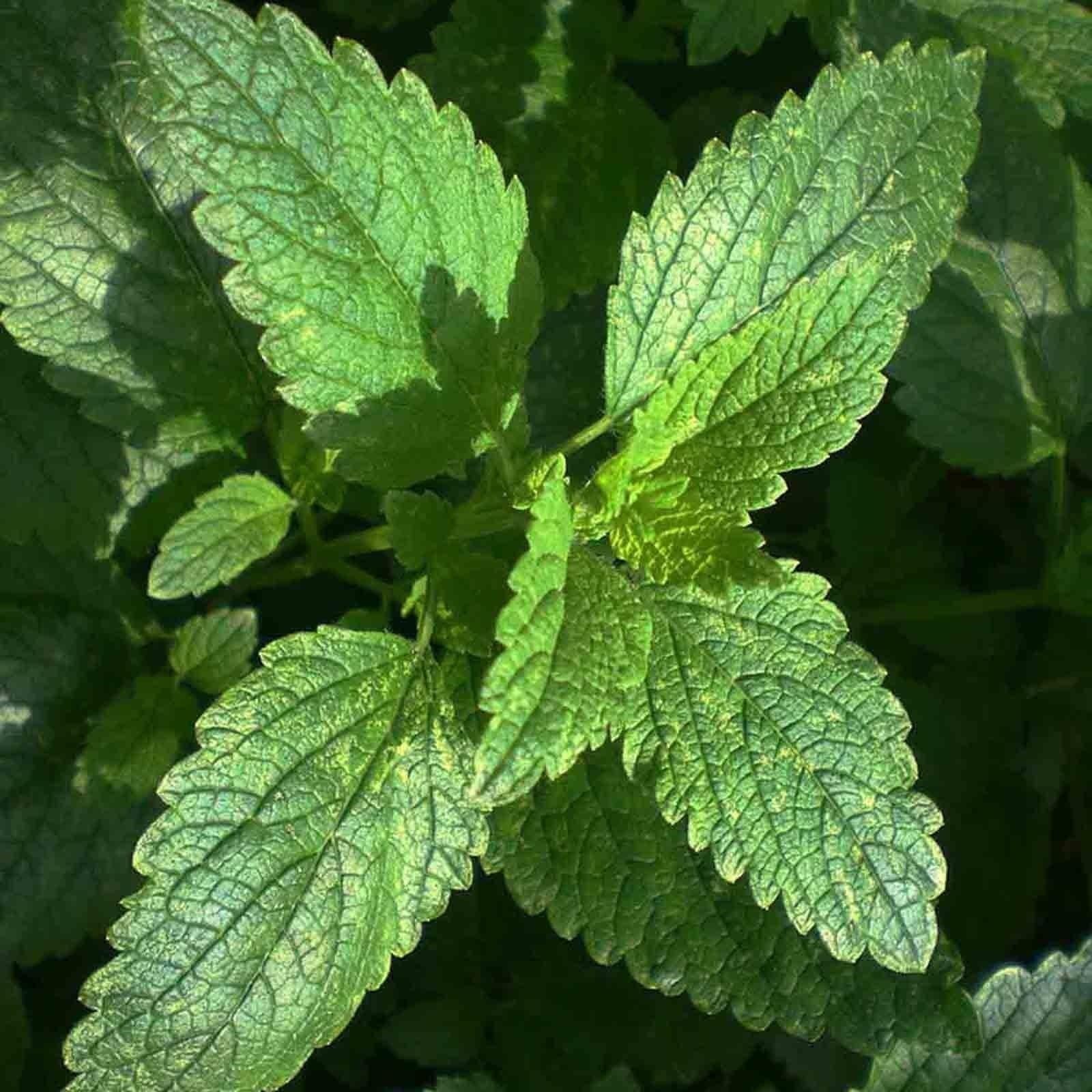 Lemon Balm 600 Seeds Melissa OFFICINALIS Mosquito Repellent Containers Shade USA