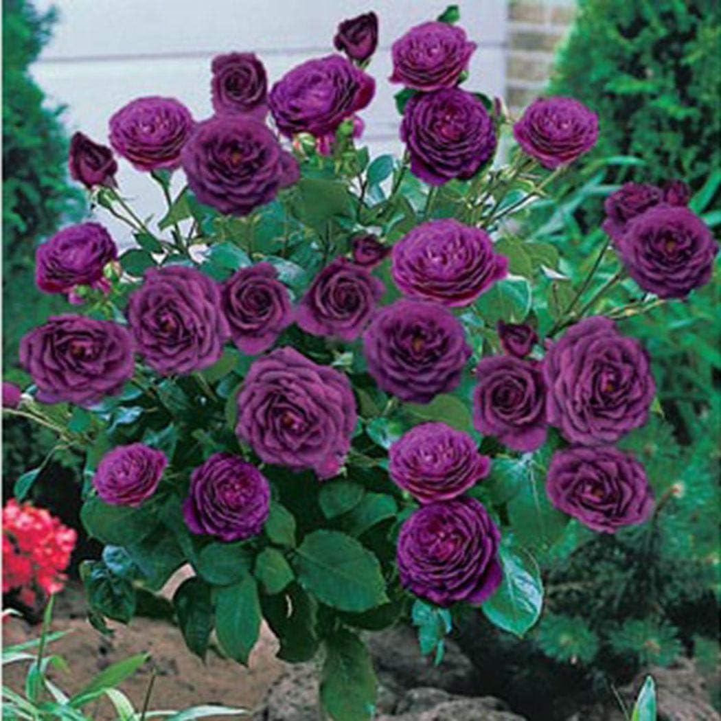 Free Venus Perennial Bonsai Mini Rose Tree Seeds Bonsai Plant Seeds Flowers