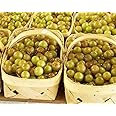 HEIRLOOM NON GMO Giant SCUPPERNONG White Muscadine 5 seeds