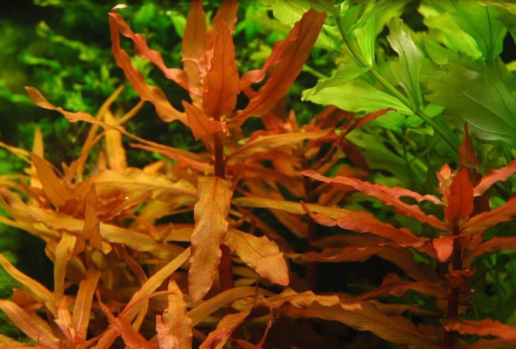 аммания сенегаленсис. «bonsai»). линдерния круглолистная. аммания капителлата. ротала ротундифолия грин.