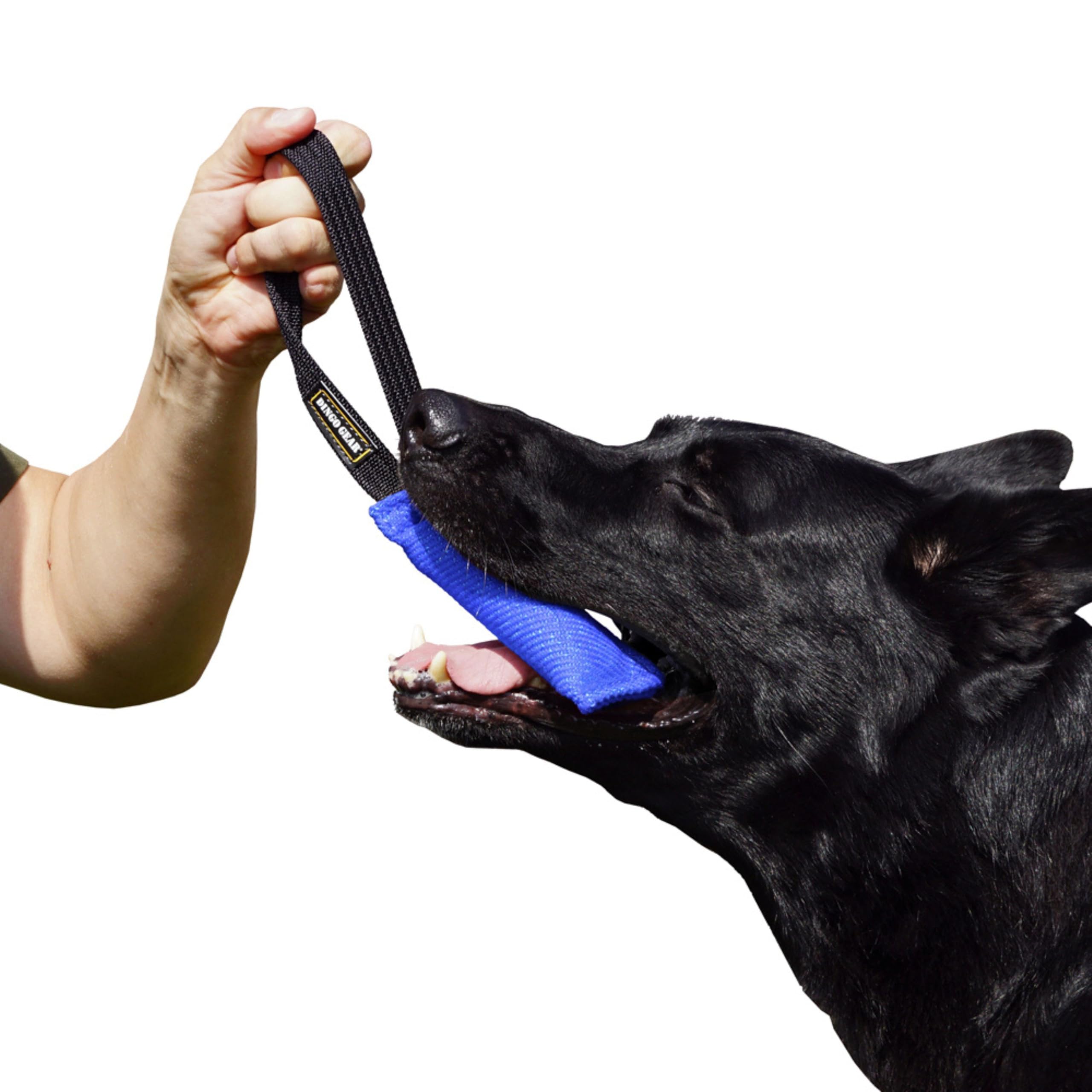 DINGO GEAR Nylcot Bite Tug for Dog Training K9 IGP & Fun, 1 Handle, Blue 15 x 5 cm