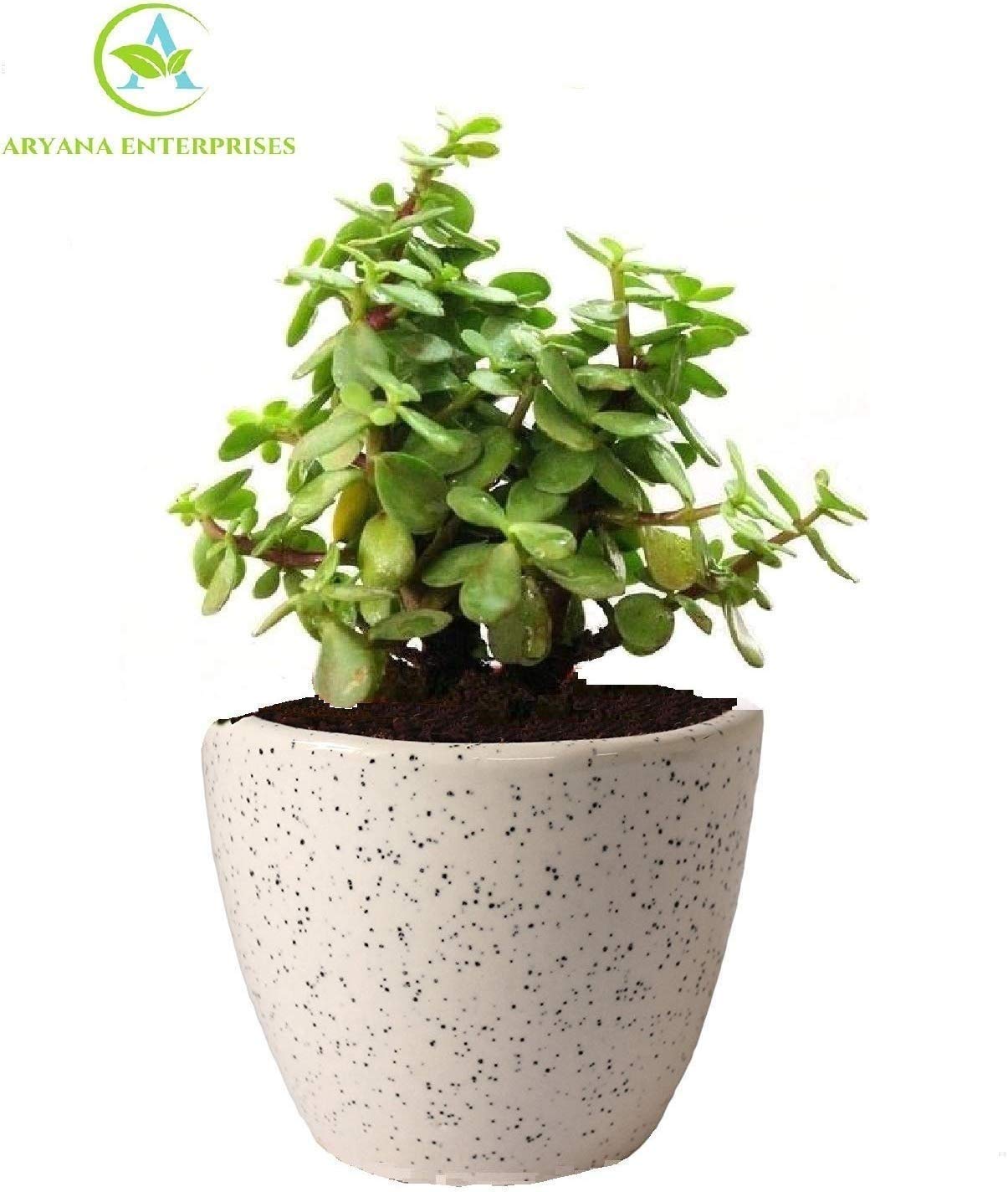 ARYANA ENTERPRISES Lucky Jade Plant with Pot AIR Purifier Amazon.in Garden & Outdoors
