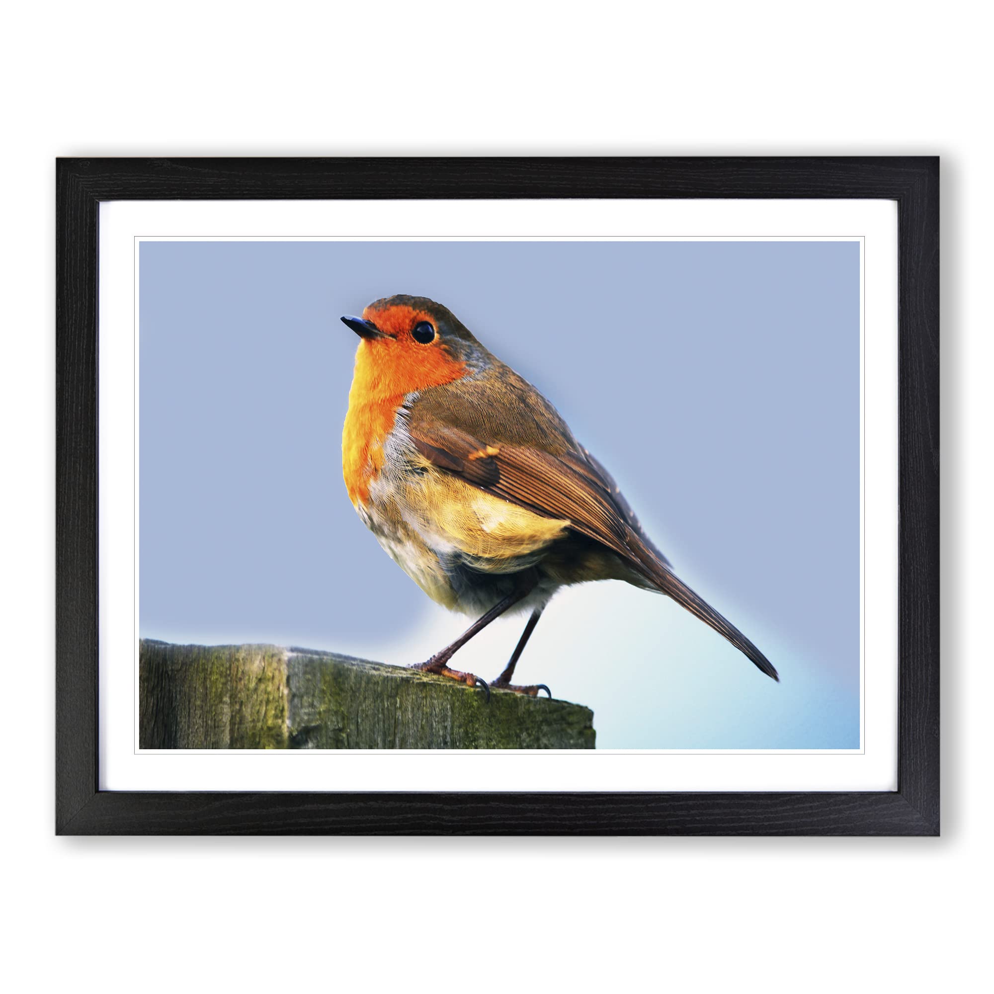 Robin Bird Modern Framed Print | A4 Black Framed Wall Art | Ready to Hang | Modern Animal Picture | Living Room Bedroom Lounge Office