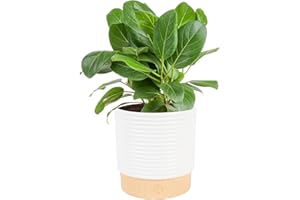 Costa Farms Ficus Audrey Live Plant in Decorative Pot, Indoor Houseplant, Perfect for Home, Room, or Office Decor, Great House Warming or Birthday Gift, 12-18 Inches Tall