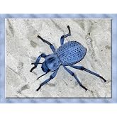Live Desert Ironclad Beetle - Blue Death Feigning Beetle - Educational and Fun - Easy Care!