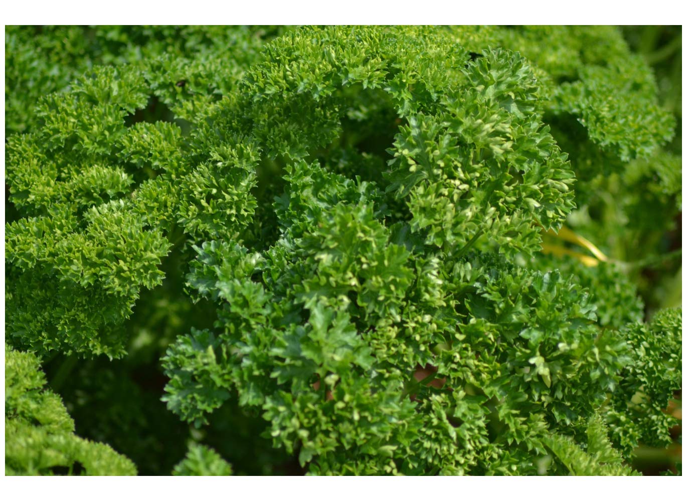 PREMIER SEEDS DIRECT - Parsley - Triple Moss Curled 2-6 GM Italian Seeds