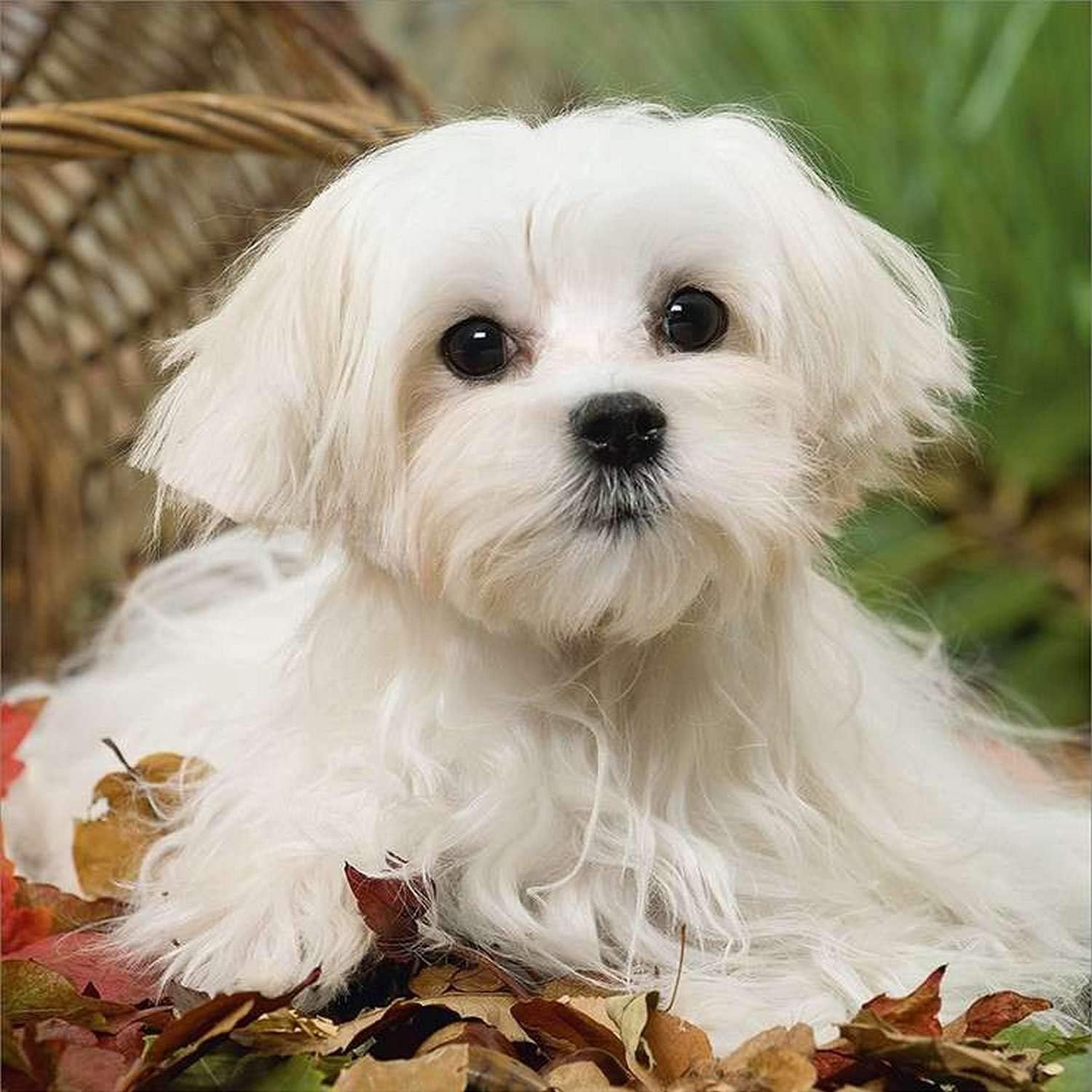 cattle dog x maltese