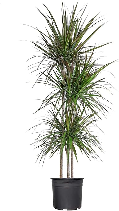Amazon.com : Madagascar Dragon Tree 
