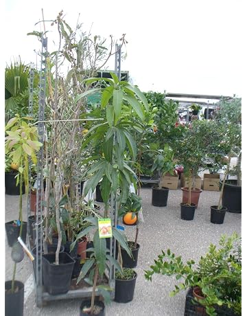 Frutales | Amazon.es