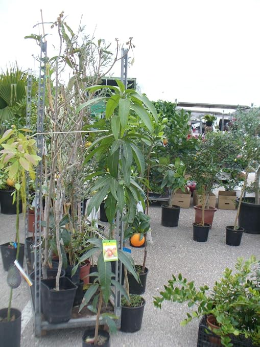 Árbol de Mango - planta - Maceta tubo - Altura aprox. 1, 50m ...