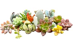 FAT PLANTS SAN DIEGO 10 Mini Assorted Live Succulent Cuttings, No 2 Succulents Alike, Great for Terrariums, Mini Gardens, and as Starter Plants. Live Succulents Plants for DIY Projects and Home Decor (10, Mini)