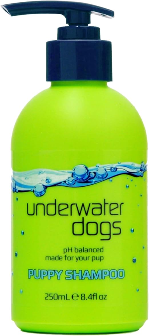 good agility dog breeds