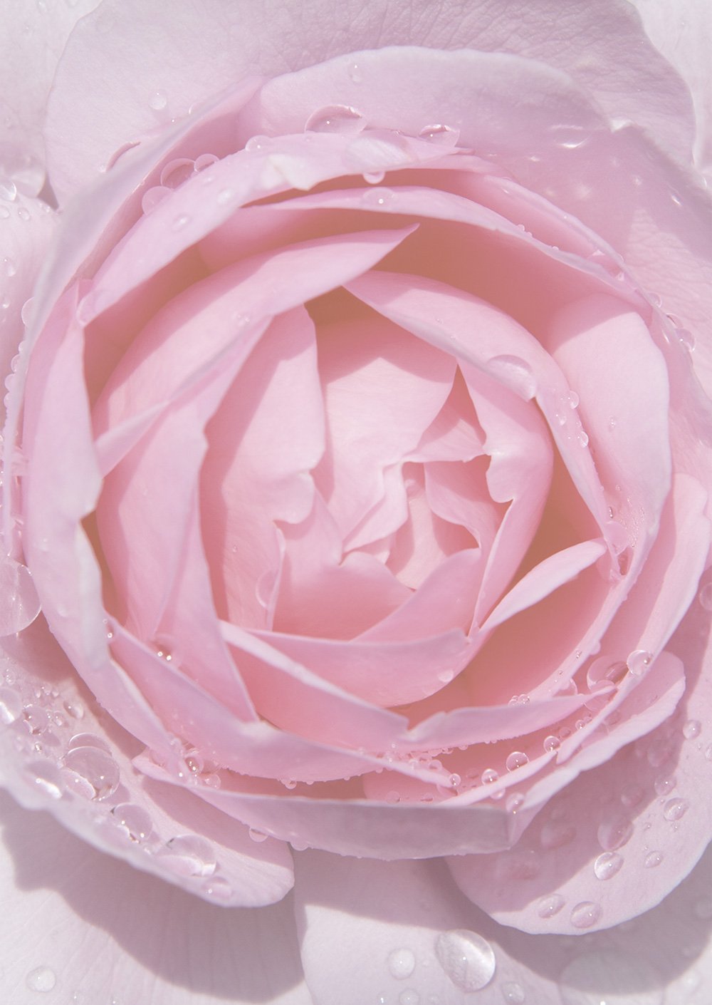 Letter Pink Rose with Raindrops Motif Paper DIN A4 90 g/m² 50 Blatt