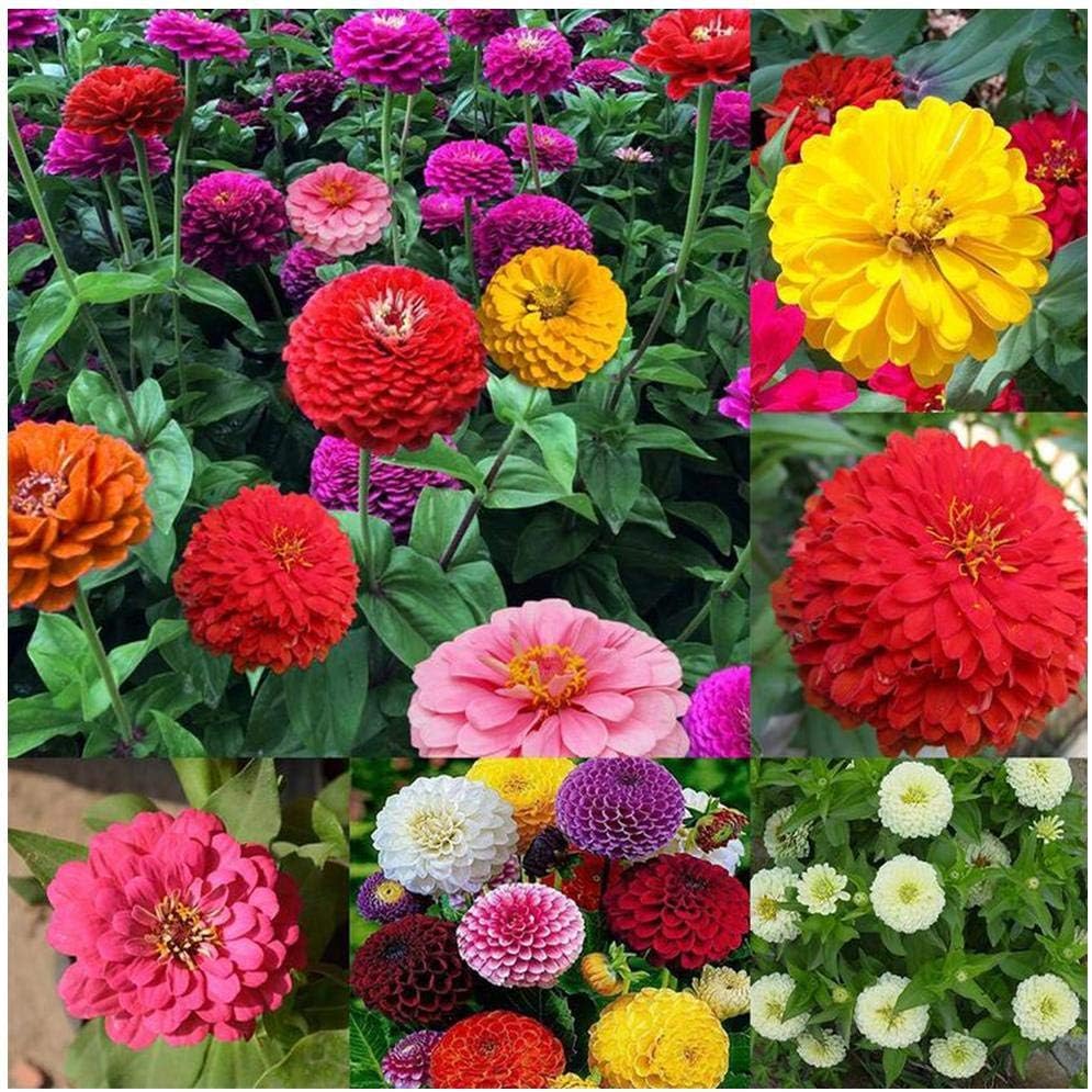 30 Pcs Rare Dahlia Seeds Dahlia Mix Flower Seeds Perennial Hardy for