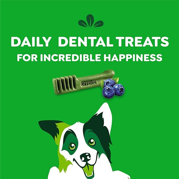 GREENIES VETERINARIAN-RECOMMENDED NATURAL DENTAL DOG TREATS, DENTAL CHEWS FOR DOGS, REGULAR SIZE, BLUEBERRY FLAVOR, 12 OZ. PACK, 12 COUNT