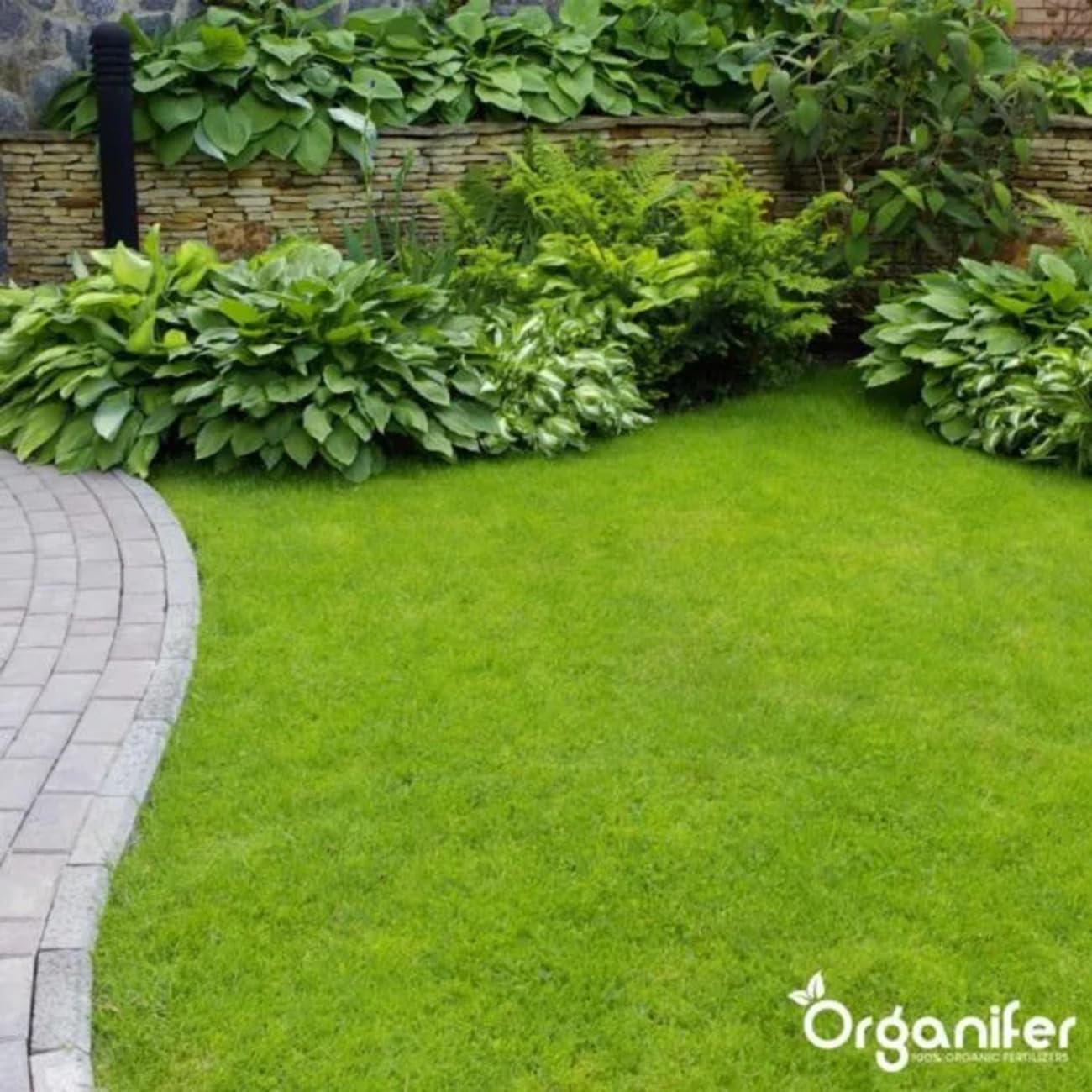 Organifer Kuhmistpellets 3in1 (20 kg - für 200 m2), Organischer Dünger, Natürlicher Bodenverbesserer, Nachhaltige Gartenarbeit, Umweltfreundlicher Dünger, Nährstoffreich, Rasenverbesserung 5