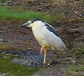 Review Image by Rhonda Farkas