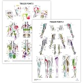 Anatomy Lab Trigger Points I &amp; II Poster Set | 2 PACK LAMINATED 17.3 x 22.5 Inches, Trigger Points Diagram, Human Anatomical Chart