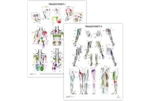 ANATOMY LAB 2 PACK Trigger Points I & II Poster Set, LAMINATED, Anatomy and Physiology Poster, 17.3 x 22.5 Inches, Trigger Points Diagram, Human Anatomical Chart, Extremity Trigger Points