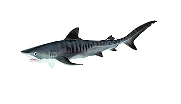 Buy Safari Ltd Monterey Bay Aquarium Sea Life Tiger Shark Online At Low Prices In India Amazon In