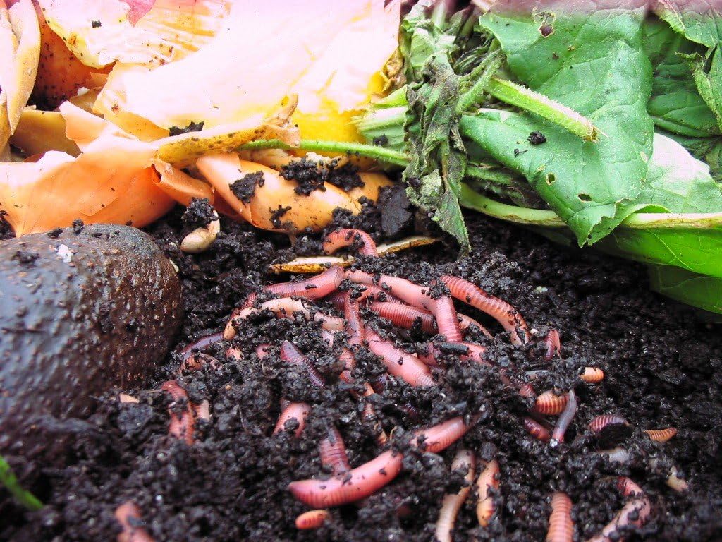 Kompostwurmer 1000 Stuck Eimer Kompost Starter Regenwurmer Eisenia Kompostwurm Lebend Aktiv Wurmer Fur Garten Kompostierung Kompost Komposter Wurmkomposter Wurmkiste Wurmfarm Komposttoilette Amazon De Garten