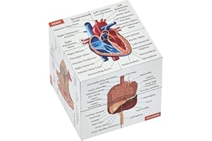 Human Anatomy Study Cube | Study 9 Parts of The Human Body | Perfect Anatomy Revision Guide | Addictive Anatomy Model Cube | 