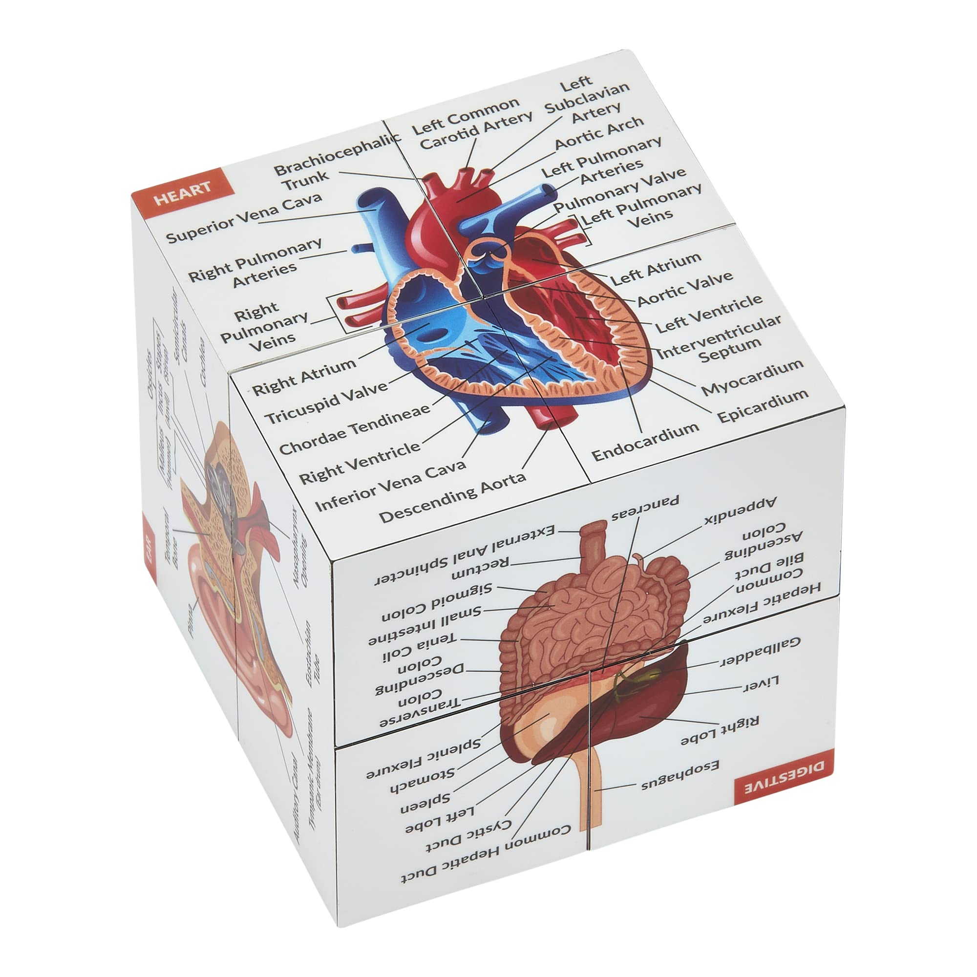 Human Anatomy Study Cube | Study 9 Parts of The