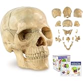 Merinden Mini Human Skull Model - 15-Part Half-Size | Anatomy Model with Guidebook - Miniature Anatomical Skull for Medical Teaching, Biology Study & Lab Display