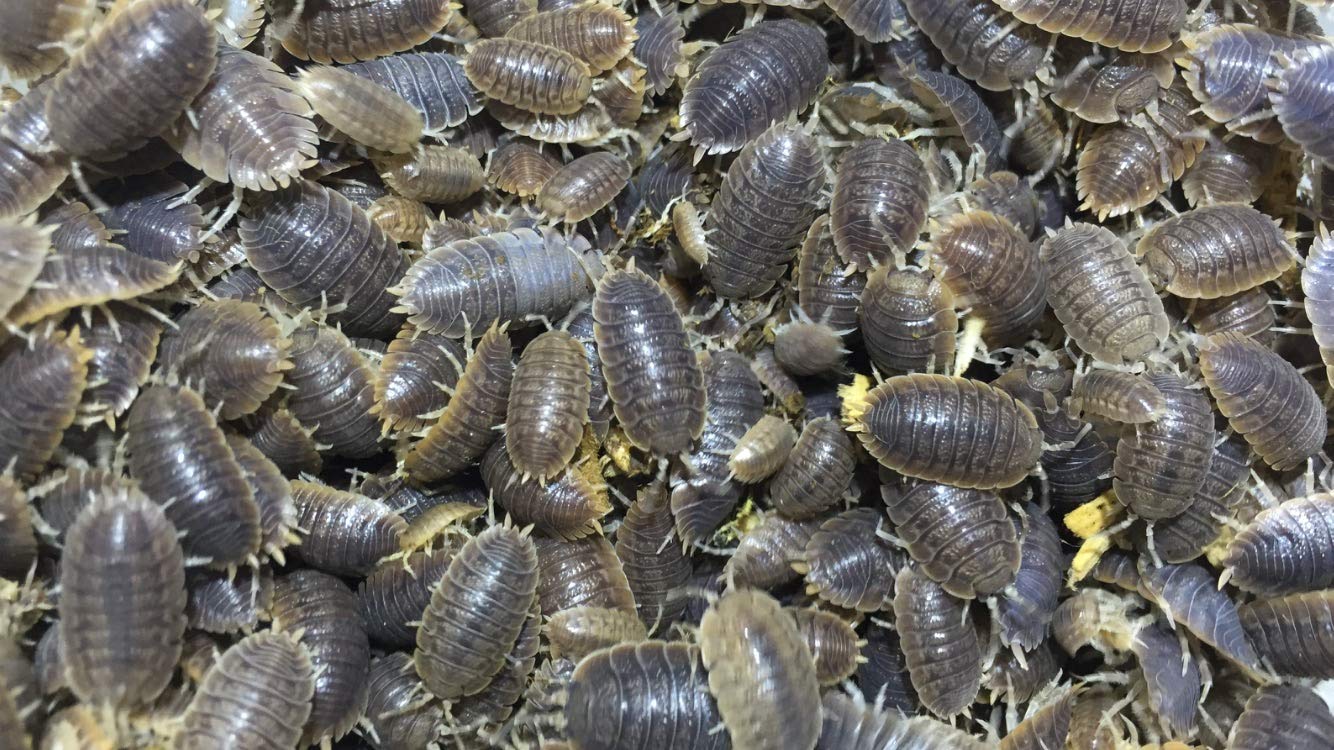 Mua Pocket Pets Fast Producing Roly Polys (35 Rolie Polie Isopods ...
