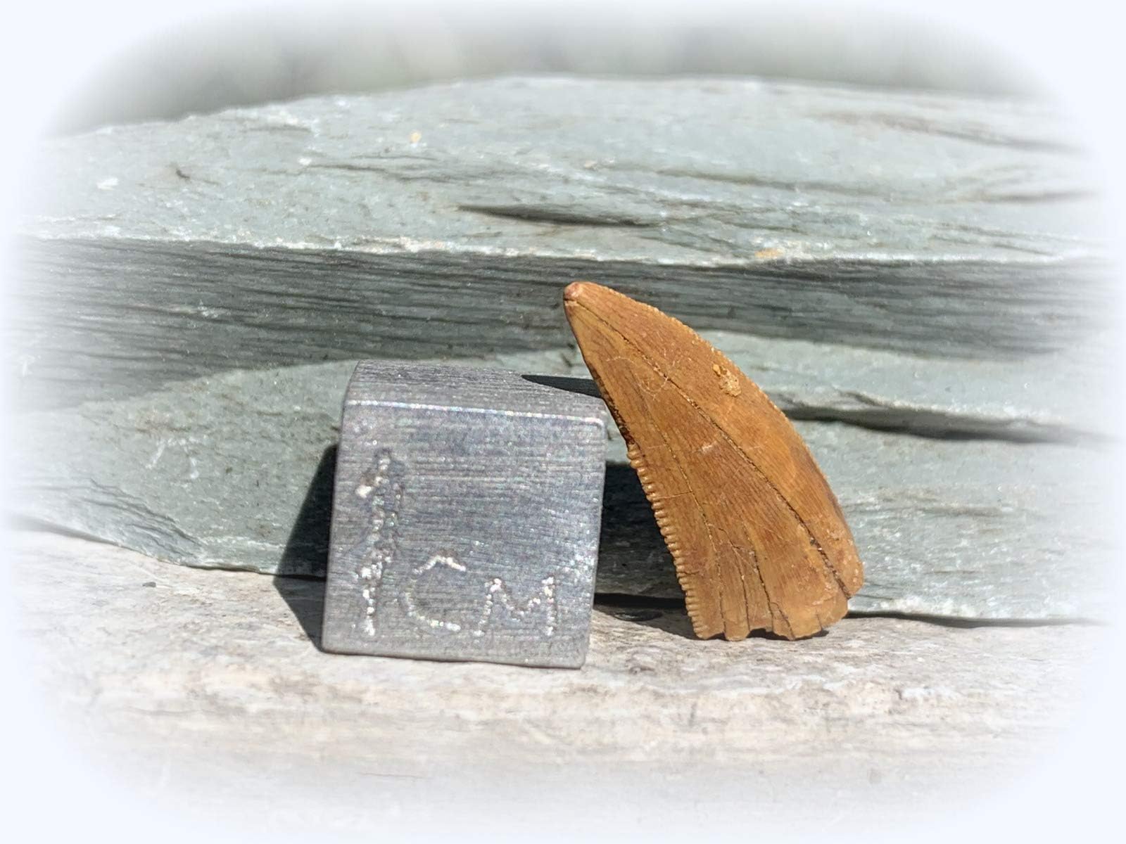 SIlverGeo Fossil T-Rex Dinosaur Type Tooth [Carcharodontosaurus saharicus] Certified. 100% Genuine