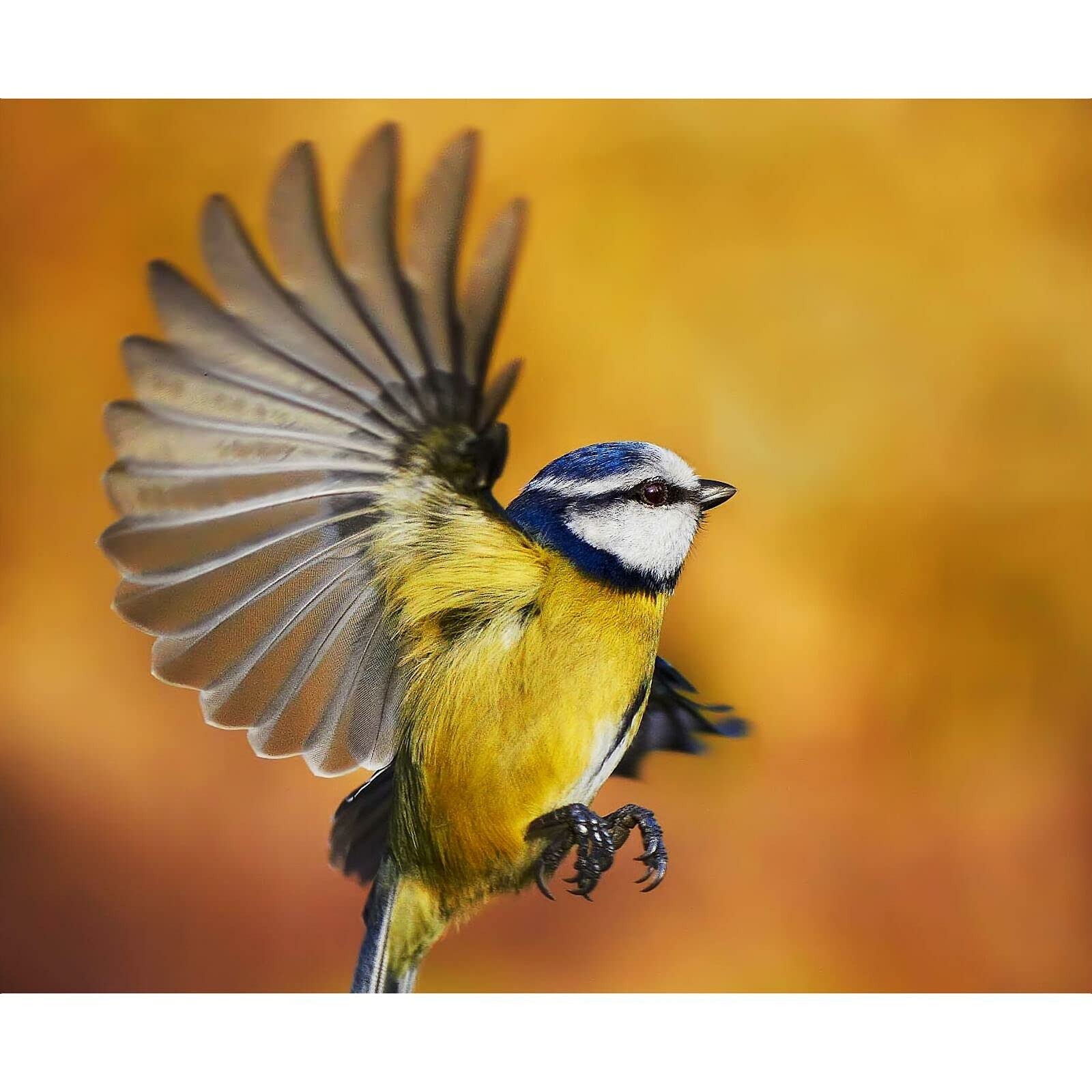 Tom Chambers Hammered Steel Seed Feeder - 2 Port