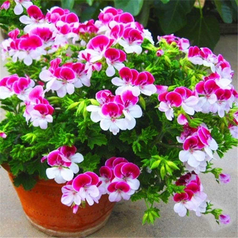junshi11 20Pcs Geranium Seeds Plant Flower Perennial Office Home Outdoor Desk Bonsai Decor,Easily Grow,Annual Temperate Planting,Decoration Garden Gifts Geranium Seeds
