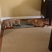 jackson galaxy eclipse bowl