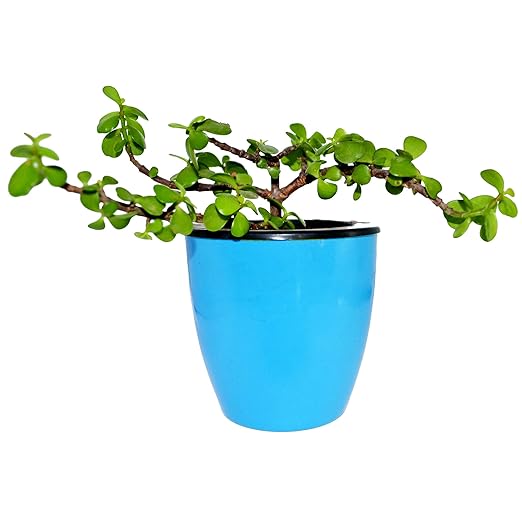 Eco365 4 Self Watering Decorative Pots (4 Pots)