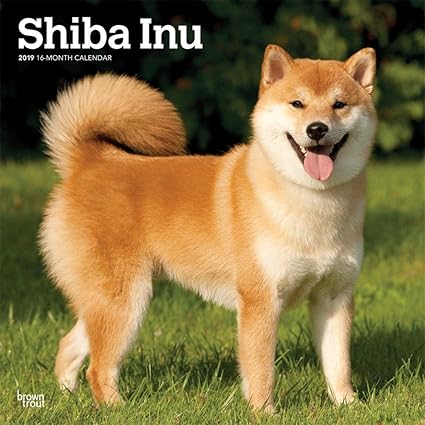 Amazoncom 2019 Shiba Inu Wall Calendar Shiba Inu By