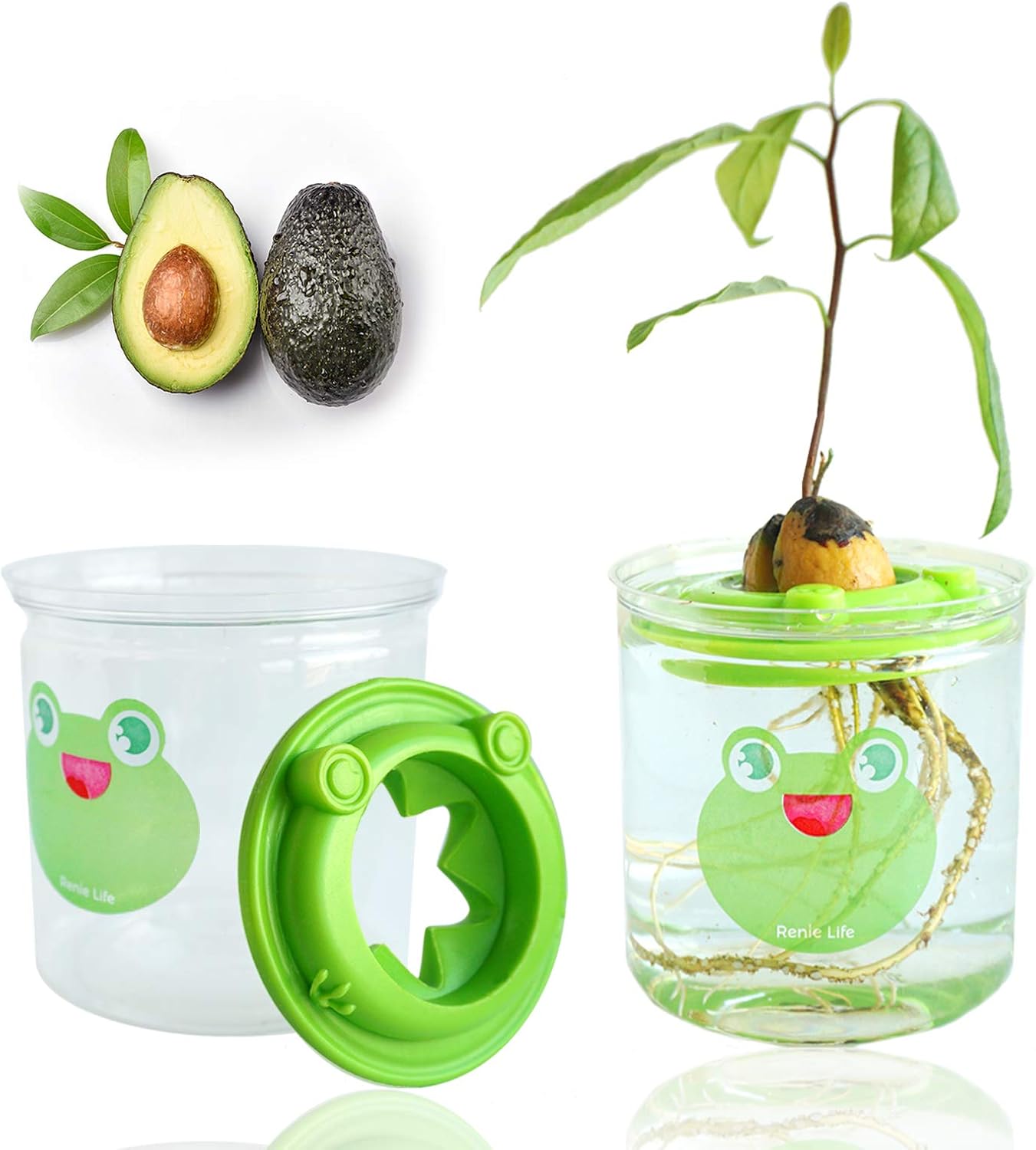 RENIE LIFE Avocado Tree Growing Kit, Hollow Floating not Sinking, Avocado Planting Germinator Bowl Garden Gift for Women and Kids, with Transparent Container Gardening Gifts (Without Seeds)