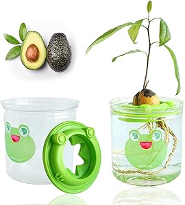 RENIE LIFE Avocado Tree Growing Kit, Hollow Floating not Sinking, Avocado Planting Germinator Bowl Garden Gift for Women and Kids, with Transparent Container Gardening Gifts (Without Seeds)