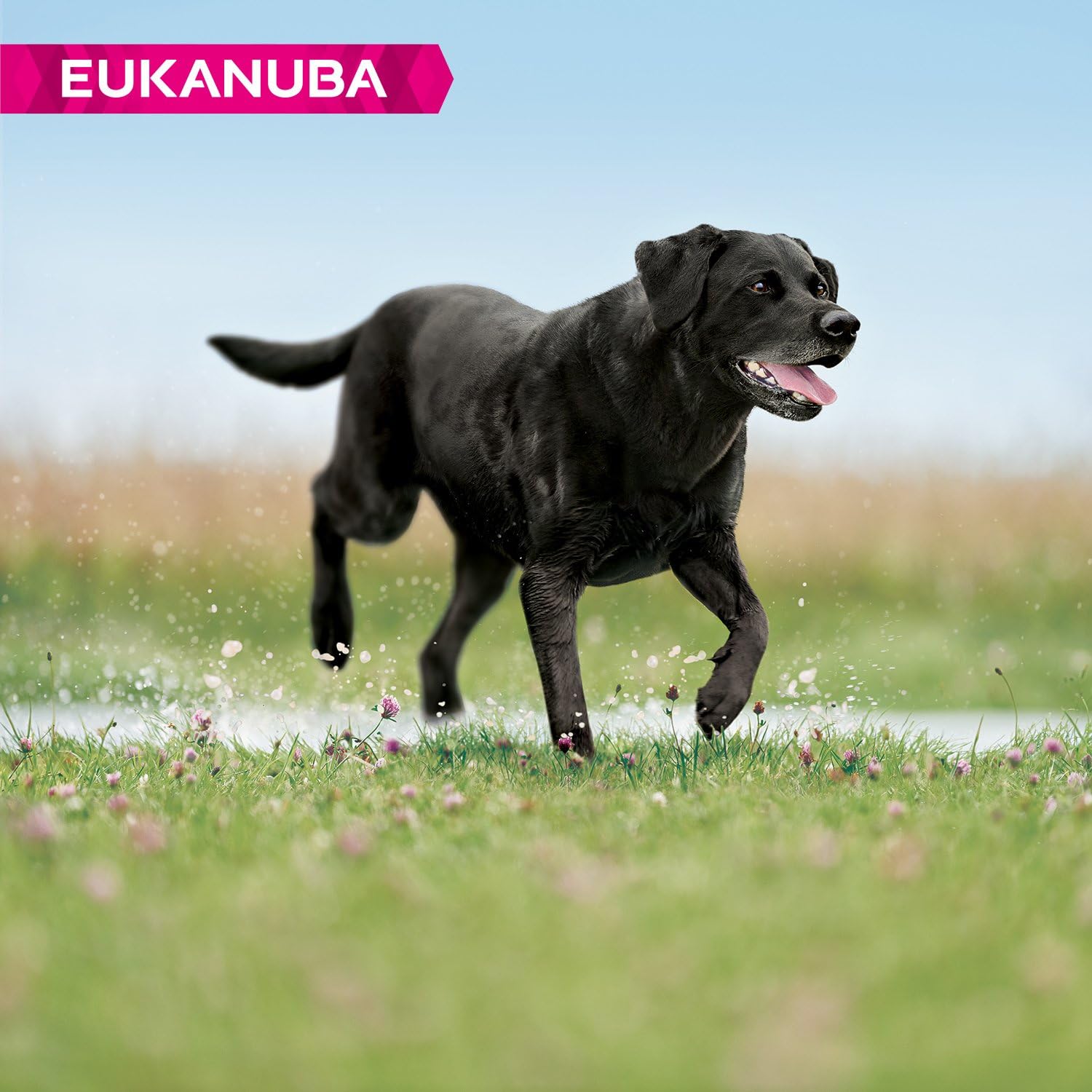Eukanuba Mature Dog Food For Large Dogs Rich in Fresh Chicken For the Optimal Body Condition of Your Dog 12kg ( Packaging may vary - Image 4