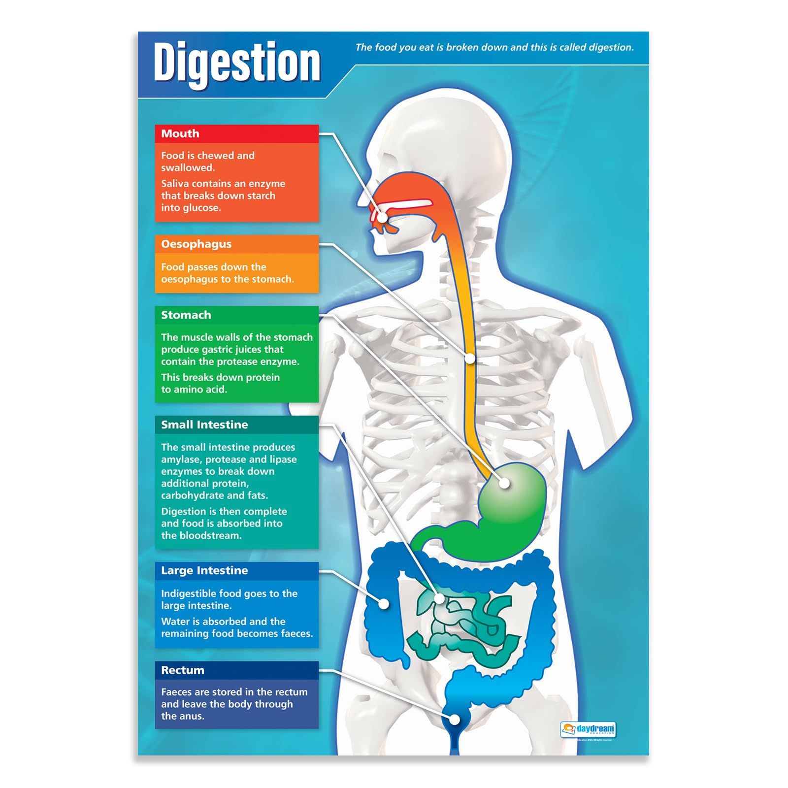 Daydream Education Digestion Classroom Science Poster - EXTRA LARGE - A1 (850mm x 594mm) - Gloss Paper - Science Secondary School Wall Charts