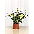 Live 4" Mini Yellow Rose Bush with a Plastic Grow Pot.