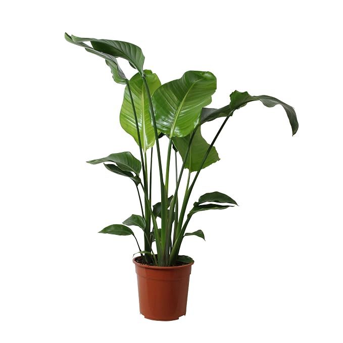 Arbre Dintérieur De Botanicly Oiseau Du Paradis Hauteur 110 Cm Strelitzia Nicolai